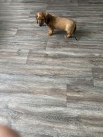 Dachshund Puppies for sale in Watertown, NY 13601, USA. price: $2,000