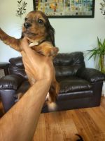 Dachshund Puppies for sale in 10 Redwood Dr, Cheektowaga, NY 14225, USA. price: $1,400