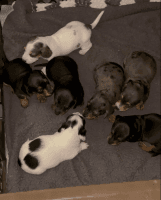 Dachshund Puppies for sale in Davenport, IA, USA. price: $750