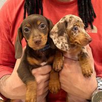 Dachshund Puppies for sale in Virginia Beach, VA, USA. price: $650