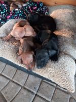 Dachshund Puppies for sale in Leavenworth, KS 66048, USA. price: NA