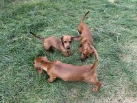 Dachshund Puppies for sale in Indianola, IA 50125, USA. price: $900