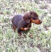 Dachshund Puppies for sale in Brighton, CO, USA. price: $1,200