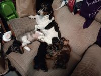 Dachshund Puppies for sale in Albuquerque, NM, USA. price: NA