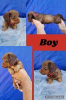 Dachshund Puppies for sale in Houston, TX, USA. price: $1