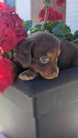 Dachshund Puppies for sale in Montgomery, IN, USA. price: $1,300