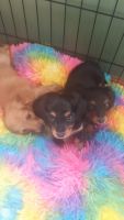 Dachshund Puppies for sale in Nockamixon Township, PA, USA. price: $1,000