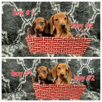 Dachshund Puppies for sale in Toronto, ON, Canada. price: $1,450