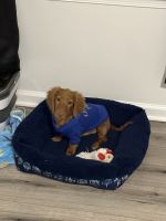 Dachshund Puppies for sale in West Milford, NJ 07480, USA. price: $650