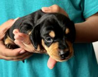 Dachshund Puppies for sale in Mebane, NC 27302, USA. price: $1,500