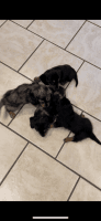 Dachshund Puppies for sale in Bryant, AL 35958, USA. price: $1,000