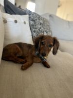 Dachshund Puppies for sale in Oklahoma City, OK, USA. price: $2,400