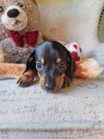 Dachshund Puppies for sale in Springfield, OH 45506, USA. price: $1,400