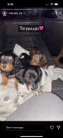 Dachshund Puppies for sale in Astoria, Queens, NY, USA. price: $1,300