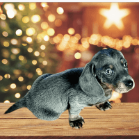 Dachshund Puppies for sale in Murrieta, CA, USA. price: $2,500