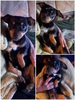 Dachshund Puppies for sale in Palm Desert, California. price: NA