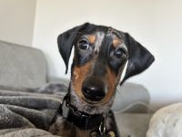 Dachshund Puppies for sale in San Diego, California. price: $1,000