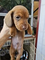 Dachshund Puppies for sale in Carrollton, VA 23314, USA. price: $1,200