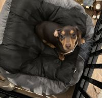 Dachshund Puppies for sale in Avon, Indiana. price: $700
