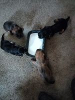 Dachshund Puppies for sale in Burton, MI, USA. price: $500