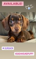 Dachshund Puppies for sale in Delhi, India. price: 12,000 INR
