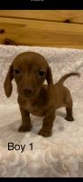 Dachshund Puppies for sale in Beaverton, Michigan. price: $1,200