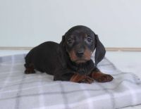 Dachshund Puppies for sale in Bronx, New York. price: $2,100