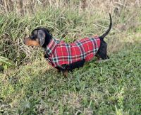 Dachshund Puppies for sale in Madison, Wisconsin. price: $750