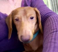 Dachshund Puppies for sale in Middletown, New York. price: $1,800