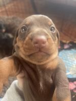 Dachshund Puppies for sale in San Diego, California. price: $350