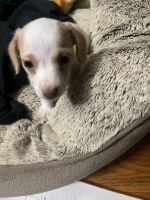 Dachshund Puppies for sale in North, South Carolina. price: $800