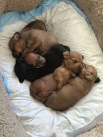 Dachshund Puppies for sale in San Diego, California. price: $700