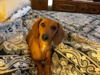 Dachshund Puppies for sale in Lenoir, North Carolina. price: $500