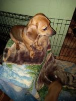 Dachshund Puppies for sale in Indianapolis, IN, USA. price: $400