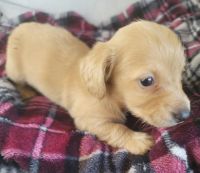 Dachshund Puppies for sale in Fort Worth, Texas. price: $2,750