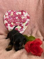 Dachshund Puppies for sale in Hannibal, Missouri. price: $600