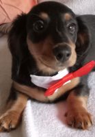 Dachshund Puppies for sale in Chico, California. price: NA
