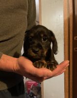 Dachshund Puppies for sale in Little Falls, New York. price: $300