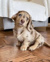 Dachshund Puppies for sale in Toronto, Ontario. price: $700