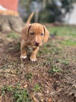 Dachshund Puppies for sale in Anderson, South Carolina. price: $875