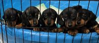 Dachshund Puppies for sale in San Diego, California. price: $600