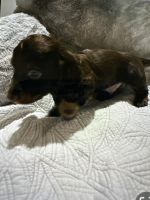 Dachshund Puppies for sale in Silverhill, Alabama. price: $850