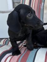Dachshund Puppies for sale in Hattiesburg, MS, USA. price: $650
