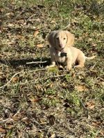Dachshund Puppies for sale in Pascagoula, Mississippi. price: $1,100
