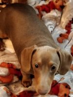 Dachshund Puppies for sale in Magnolia, Texas. price: $1,500