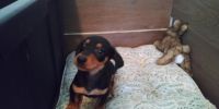 Dachshund Puppies for sale in Canton, GA, USA. price: $400