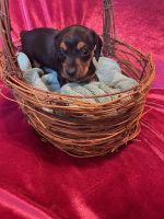 Dachshund Puppies for sale in Jackson, New Jersey. price: $1,500