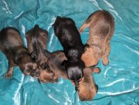 Dachshund Puppies for sale in Opelika, Alabama. price: $1,000