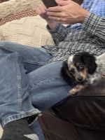 Dachshund Puppies for sale in Winter Springs, Florida. price: $950
