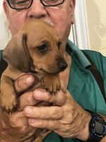 Dachshund Puppies for sale in Crosby, Texas. price: $450